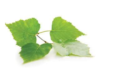 Birch leaves on a white background.